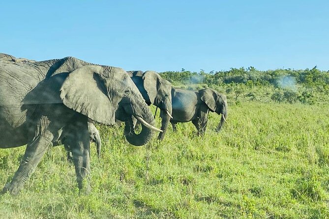 4 Days Tour Landcruiser in Masai Mara and Lake Nakuru - Lake Nakuru Exploration