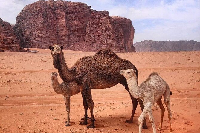 4-Days Tour of Jerash, Petra, Wadi Rum & Dead Sea From Amman - Tour Reviews and Ratings