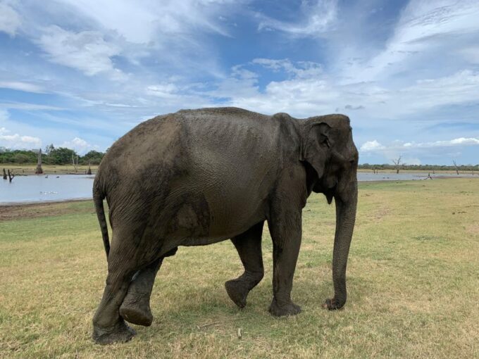 4 Days Tour of Sigiriya Kandy Ella With Udawalawe Safari - Frequently Asked Questions