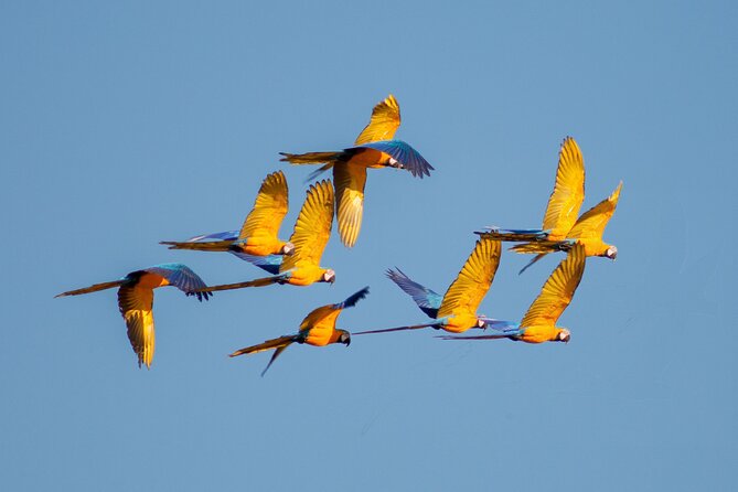 4 Days Tour to Tambopata National Reserve - Additional Details