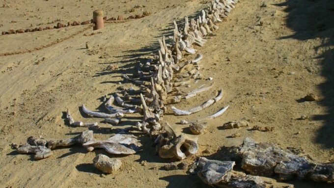 4 Days Trip to El-Fayoum, White Desert and Bahariya Oasis - Oasis Exploration