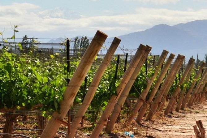 4-Days Trip to Mendoza and The Andes - Indulging in Mendozas Culinary Delights