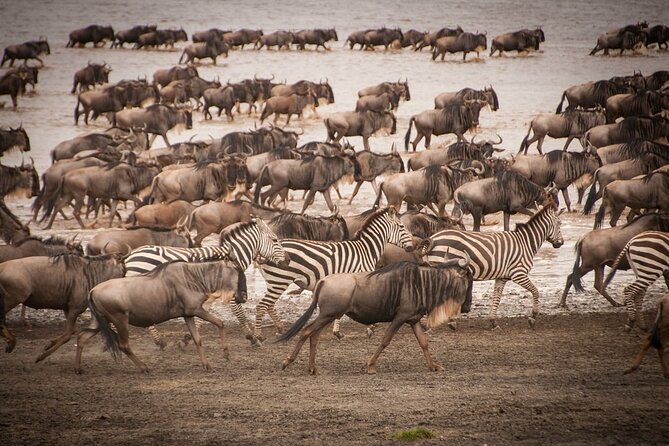 4 Days Tsavo West, Amboseli and Tsavo East National Park Safari - Pickup and Accessibility