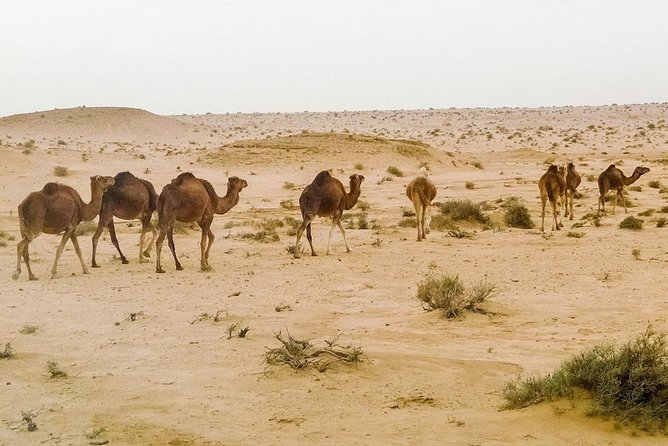 4 Days Tunisia Discovery Private Tour - Accommodation Details
