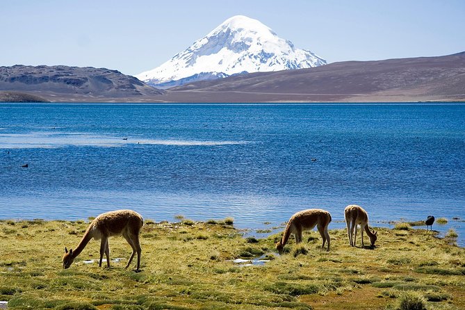 4-Days Unique Experience at the Chilean High Plateau - Accommodations and Amenities