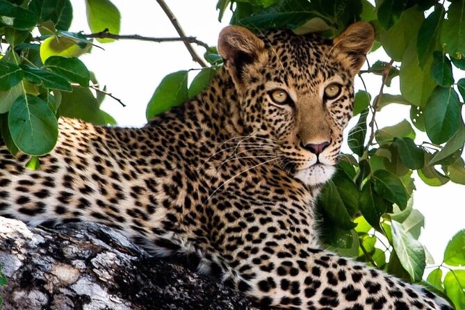 4 Days Victoria Falls Safari Tour & Chobe National Park Game Drive - Visitor Accessibility