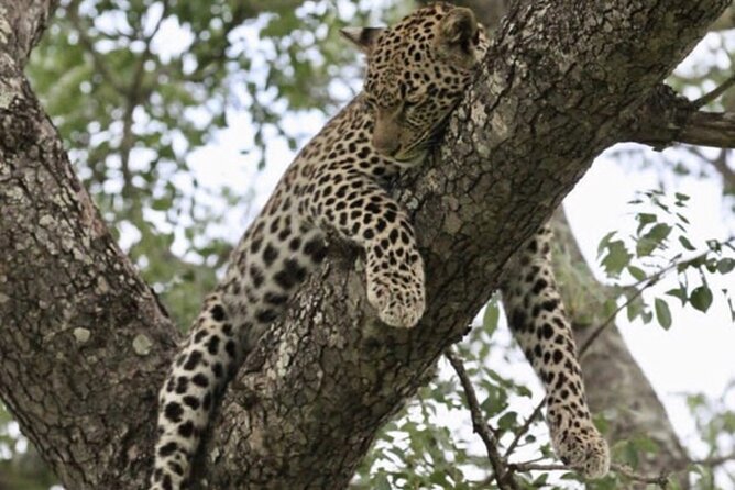 4 Days Victoria Falls Safari Tour & Chobe National Park Game Drive - Customer Reviews