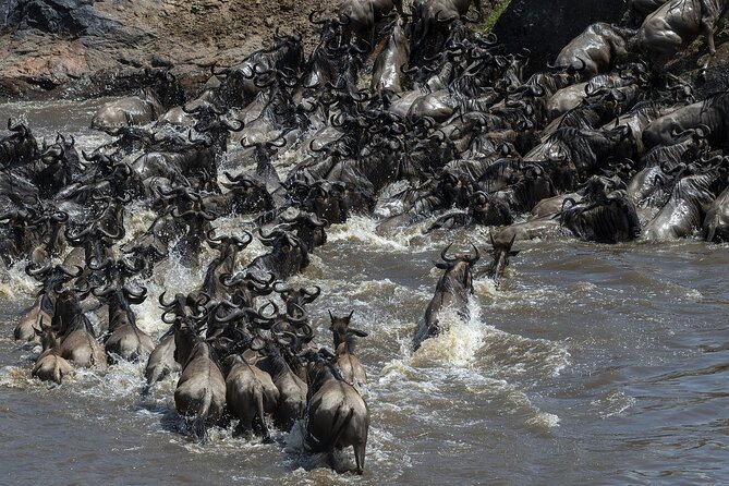 4 Days Wildebeest Lake Nakuru Masai Mara Safari - Highlights of the Tour