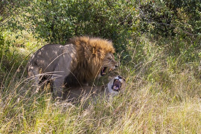 4 Days Wildebeest Lake Nakuru Masai Mara Safari - Transportation Details