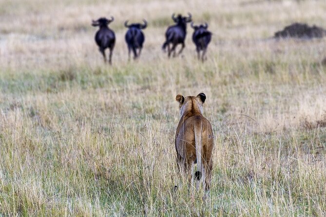 4 Days Wildebeest Lake Nakuru Masai Mara Safari - Important Travel Information