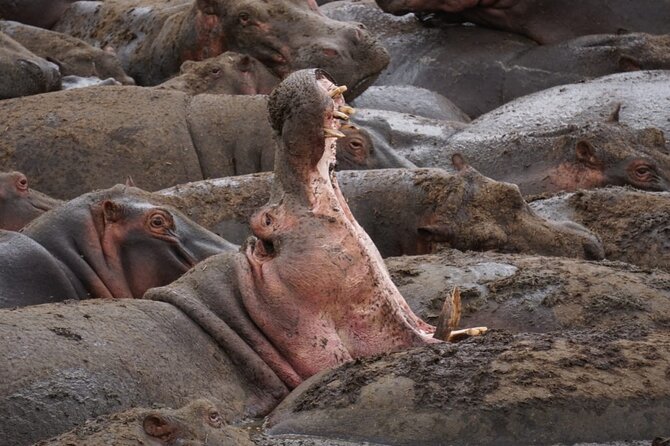 4 Days Wildlife Tanzania Adventure - Meals and Dining