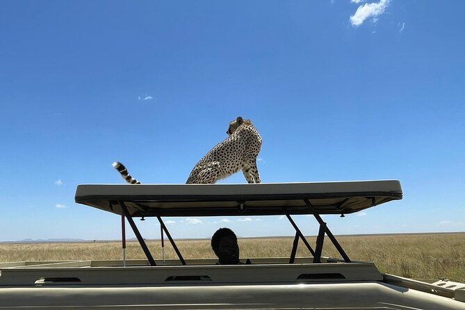 4 Days:tanzania Budget Safari - Availability and Accessibility