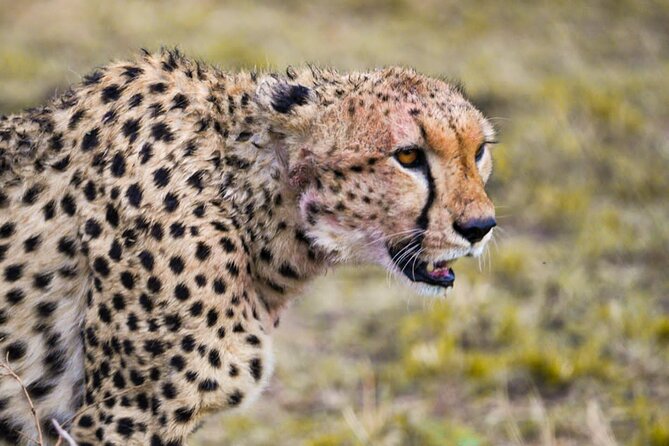 4 Days:tanzania Budget Safari - Customer Reviews Highlights