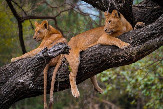 4 Days:tanzania Budget Safari - Booking and Contact Information