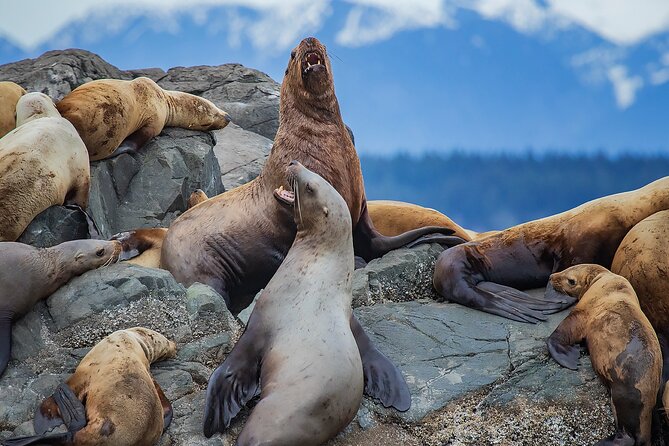 4 Hour Afternoon Whale Watching Tour - Inclusions
