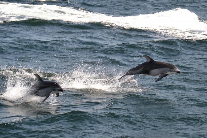 4 Hour Afternoon Whale Watching Tour - Accessibility and Restrictions