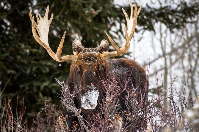 4 Hour Beginner Cross Country Skiing in Grand Teton - Pricing and Availability