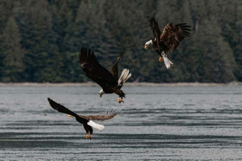 4 Hour Campbell River Whale & Wildlife Tour | Discovery West - The Experience: What Really Sets It Apart?