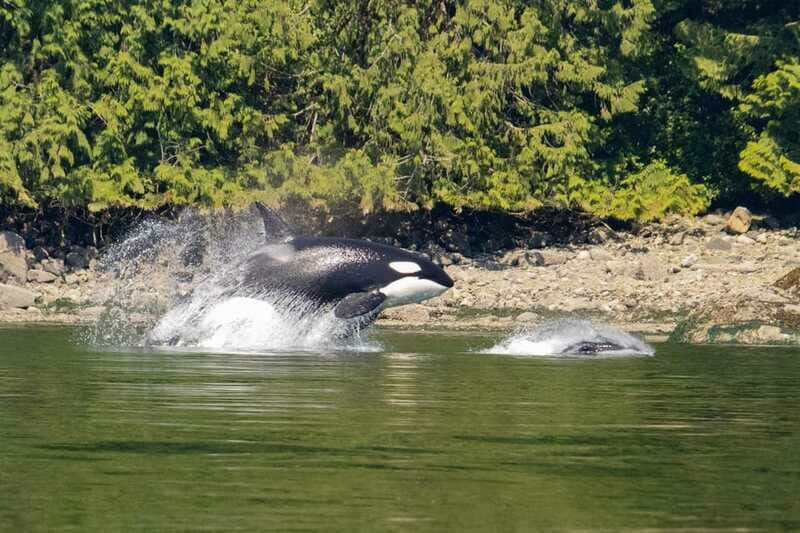 4 Hour Campbell River Whale & Wildlife Tour | Discovery West - Comfort, Convenience, and Value