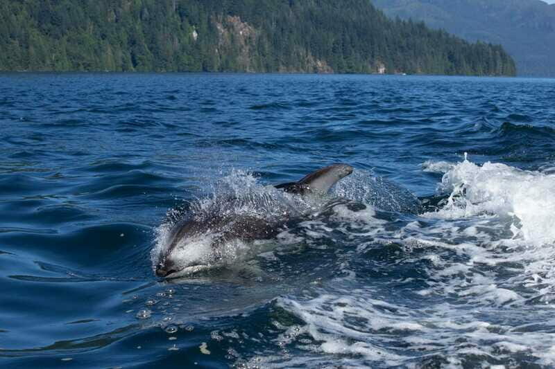 4 Hour Campbell River Whale & Wildlife Tour | Discovery West - What to Bring and What to Expect