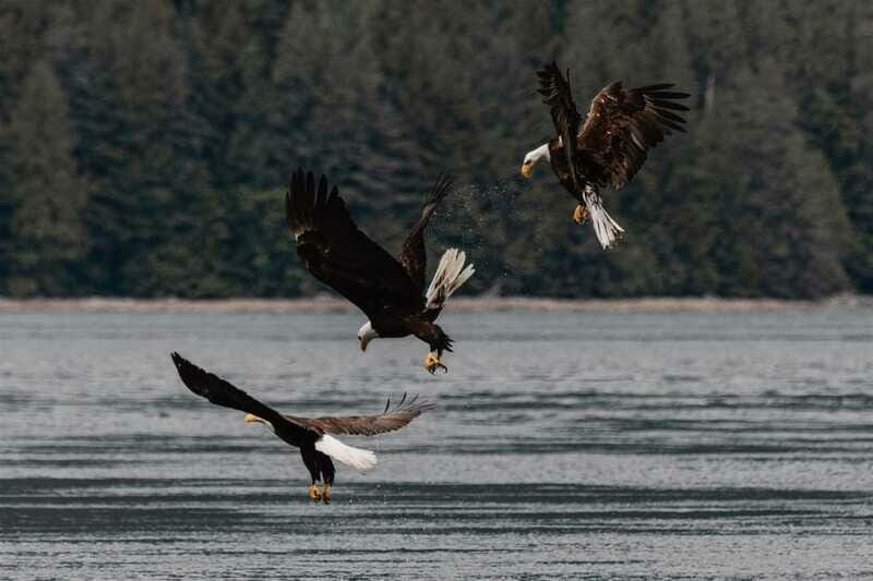 4 Hour Campbell River Whale & Wildlife Tour | Discovery West - The Review Highlights