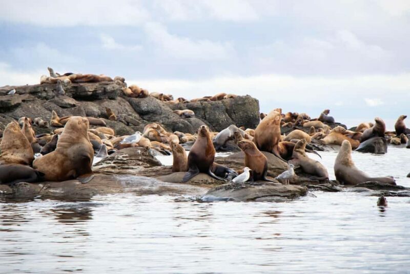 4 Hour Campbell River Whale & Wildlife Tour | Discovery West - Is This Tour Right for You?