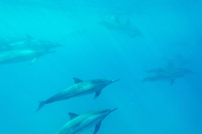4 Hour Captain Cook Bay Cruise - Additional Information