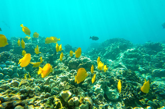 4 Hour Captain Cook Bay Cruise - Reviews