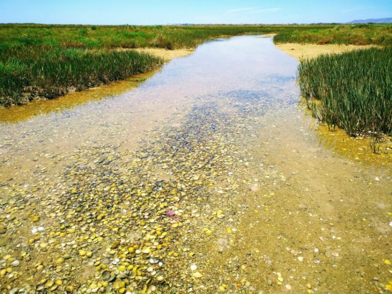 4 Hour Classic Boat Cruise, Ria Formosa Natural Park, Olhão. - Culatra Island Activities