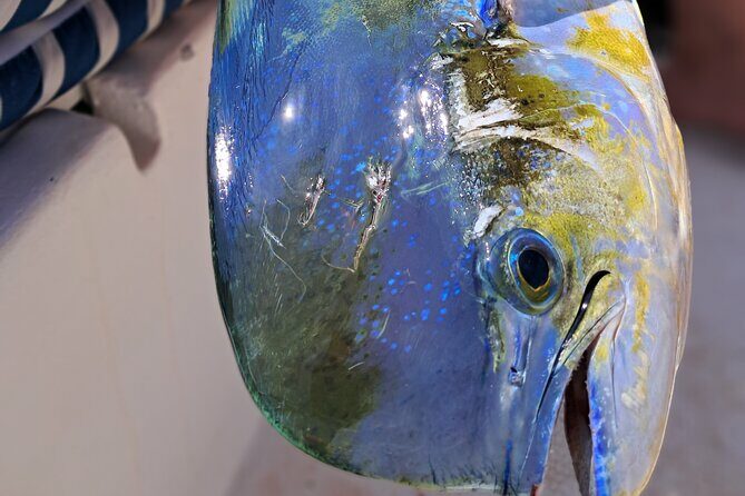 4 Hour Costa Maya Fishing and Snorkeling Experience - What Real Travelers Say