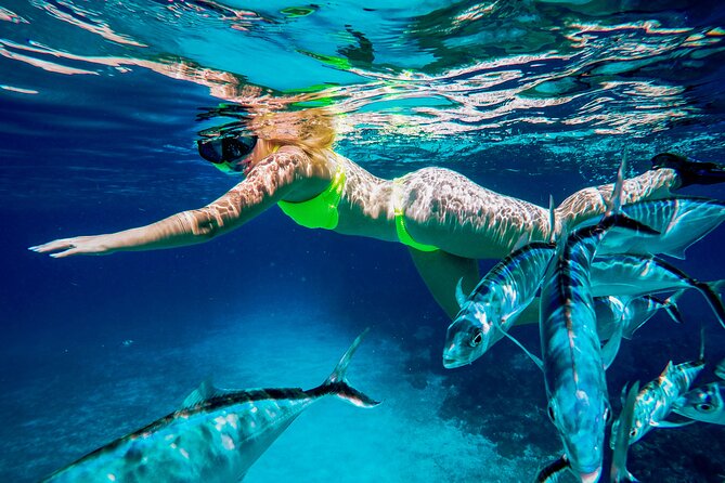 4 Hour Cozumel Reefs Snorkeling - Meeting and End Point