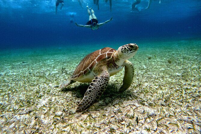 4 Hour Cozumel Turtle Sanctuary Experience on a Luxury Catamarán - What to Expect from the Tour