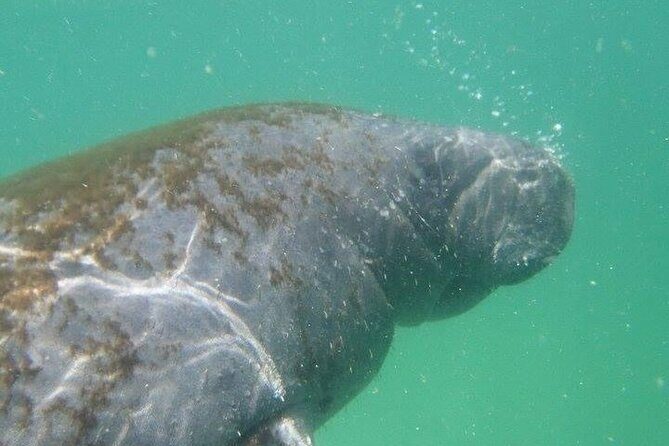 4 Hour Egmont Key Island Tour With Dolphins & Snorkeling Included - Key Points