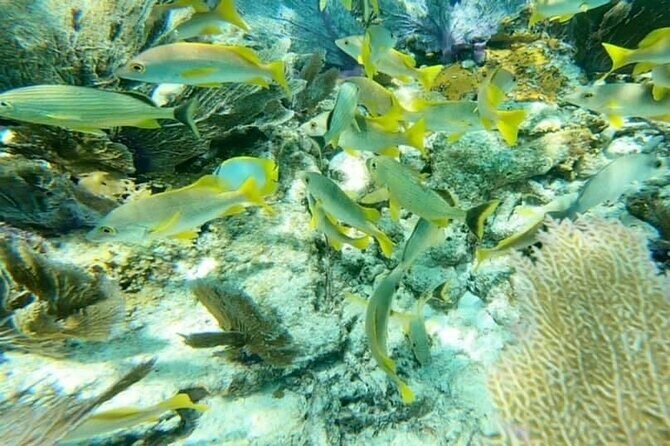4 Hour Egmont Key Island Tour With Dolphins & Snorkeling Included - Authentic Experiences & Hidden Gems