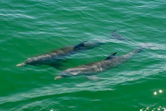 4 Hour Egmont Key Island Tour With Dolphins & Snorkeling Included - FAQ