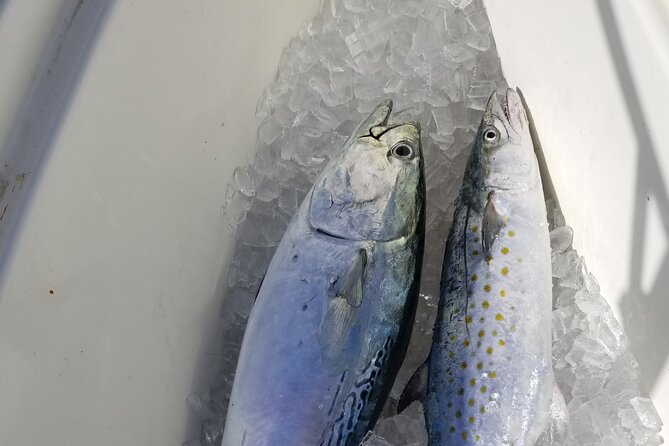 4-hour Fishing Adventure at Belleair Causeway - Tips for a Successful Fishing Adventure
