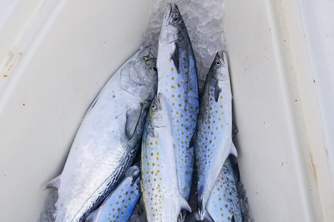 4-hour Fishing Adventure at Belleair Causeway - Customer Reviews and Testimonials