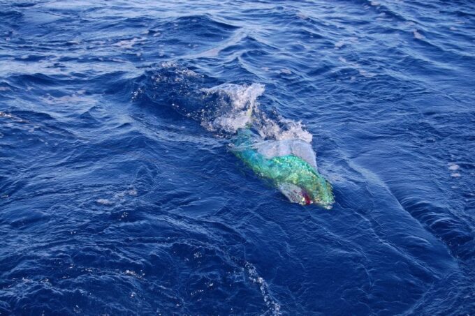 4 Hour Fishing or Snorkeling 38FT Tiara - Vessel Details