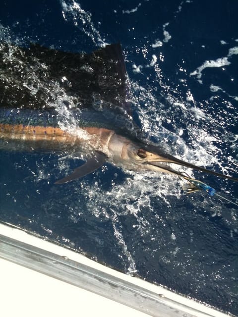4 Hour Fishing or Snorkeling 38FT Tiara - Highlights and Inclusions