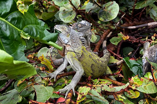 4-Hour Guided ATV/QUAD Tour of Sint Maarten/St. Martin - Memorable Experiences