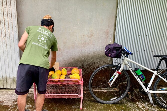 4 Hour Guided Cycling Experience in Yakushima - Inclusions and Amenities