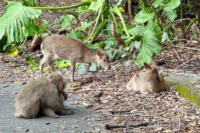 4 Hour Guided Cycling Experience in Yakushima - Group Size and Capacity