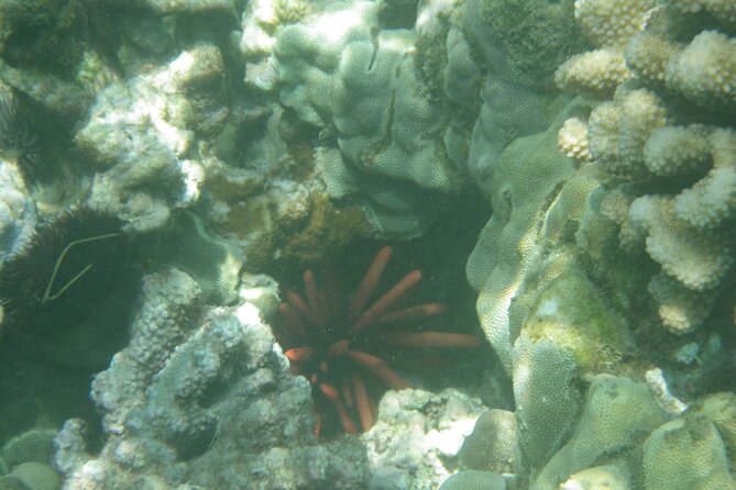 4-hour Kailua-Kona Ocean Kayak and Snorkel Tour - Exploring Local Natural Formations