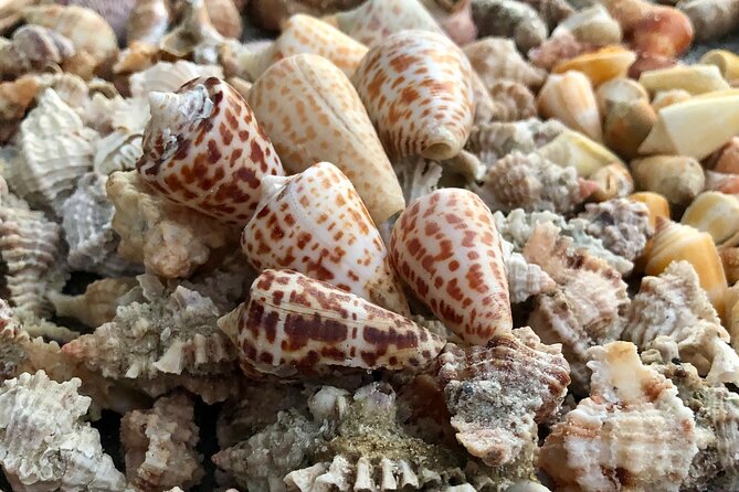 4 Hour Kice Island Shelling Trip - Operated by Florida Adventures and Rentals