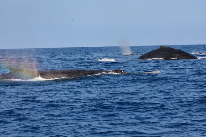 4-Hour Kona Private Charter - Booking Information