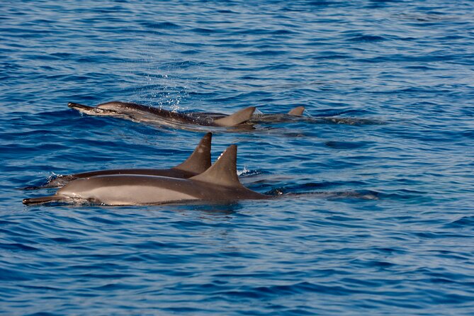 4-Hour Kona Private Charter - Customer Reviews