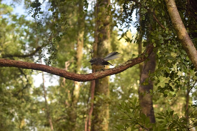 4-Hour Lake Mapourika Kayak and Hike Adventure, With Okarito Kiwi Sanctuary - Getting to the Meeting Point