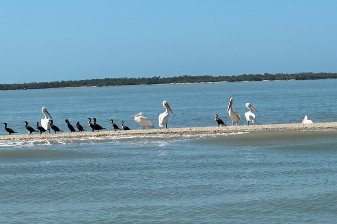 4 Hour Marco Island Private Fishing,Shelling,or EcoExperience - Health and Accessibility Requirements