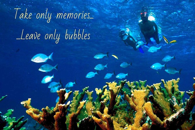 4 Hour Molokini Snorkel Tour Adventure in Maui - Customer Reviews