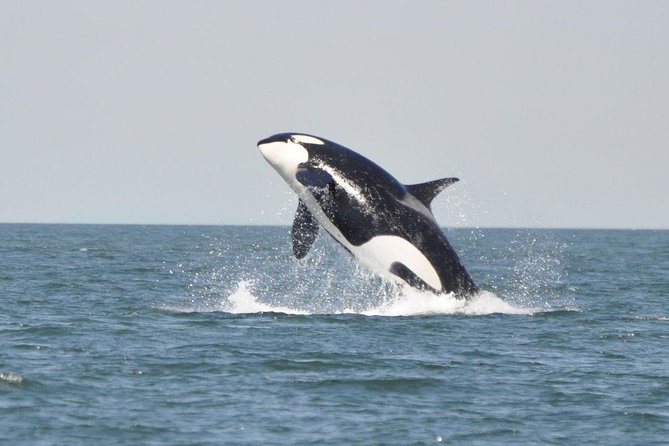 4 Hour Morning Whale Watching Tour - Meeting and Pickup